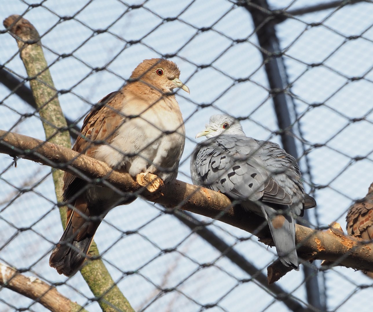 Blue ground doves (Claravis pretiosa), 2022-03-16