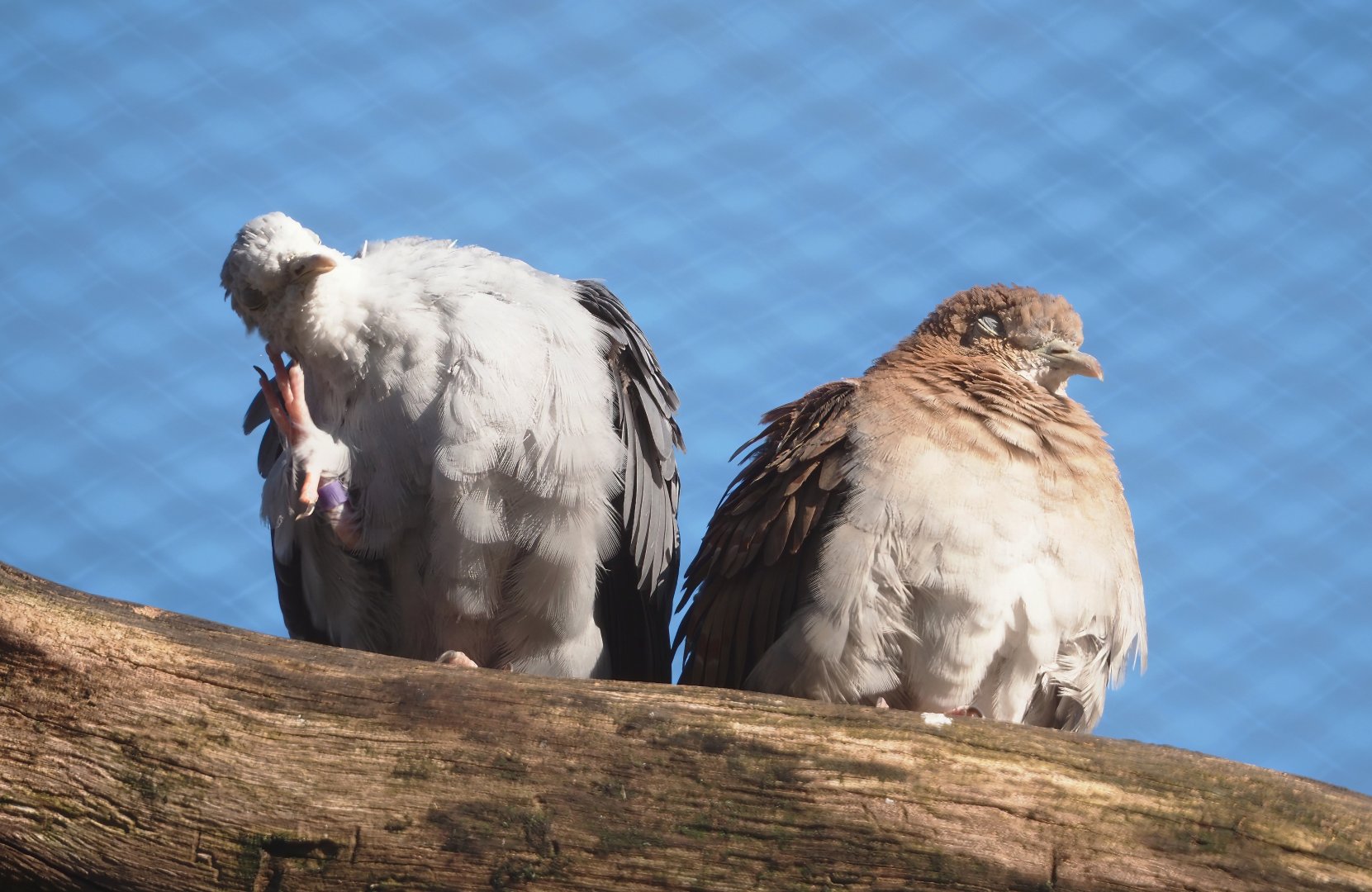 Blue ground doves (Claravis pretiosa), 2024-03-09