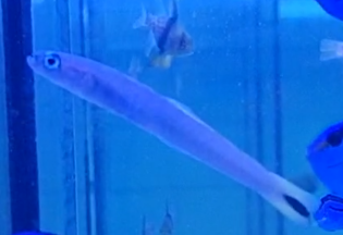 Blue gudgeon dartfish - Ptereleotris heteroptera