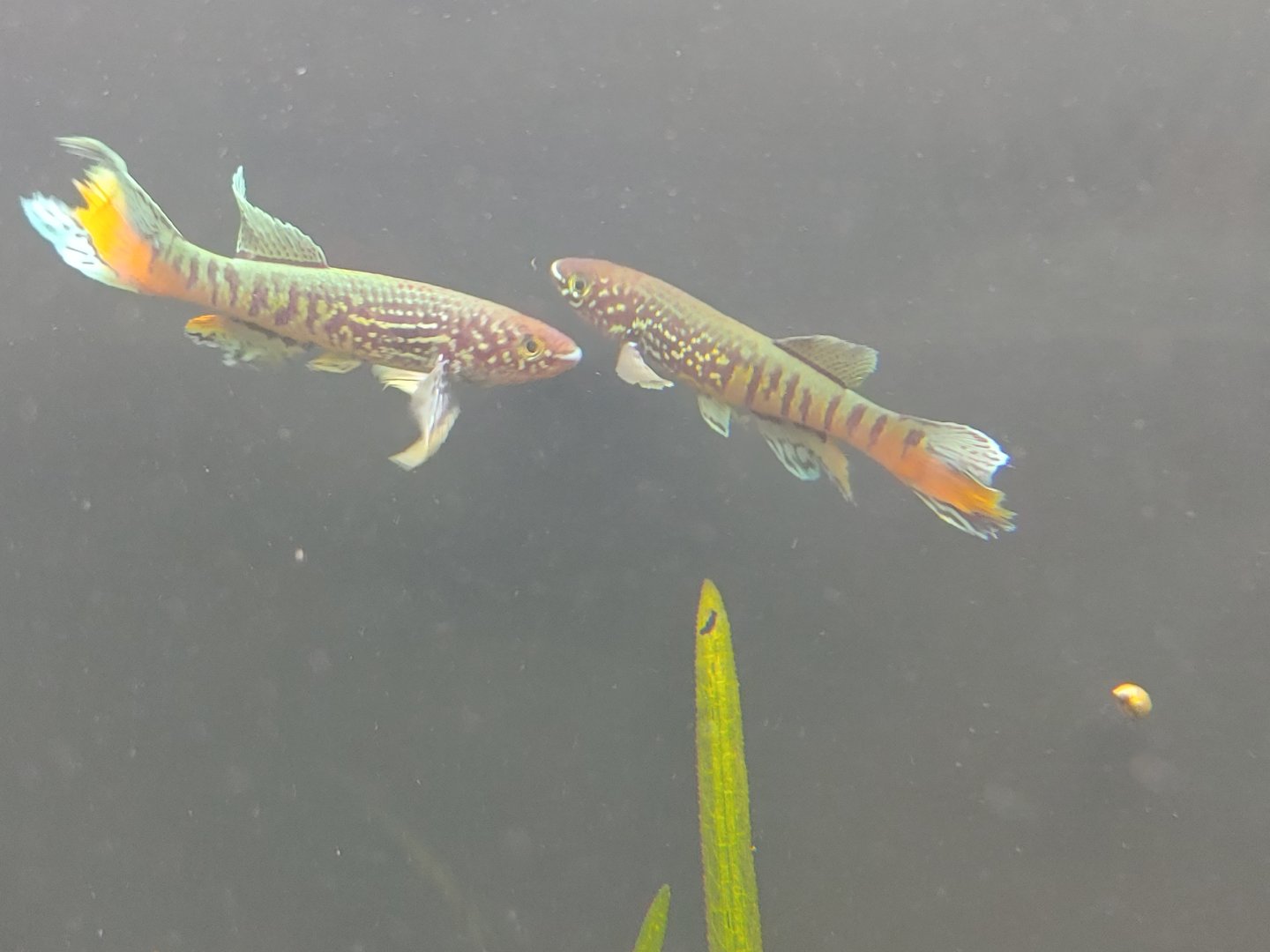 Blue gularis (Fundulopanchax sjoestedti)