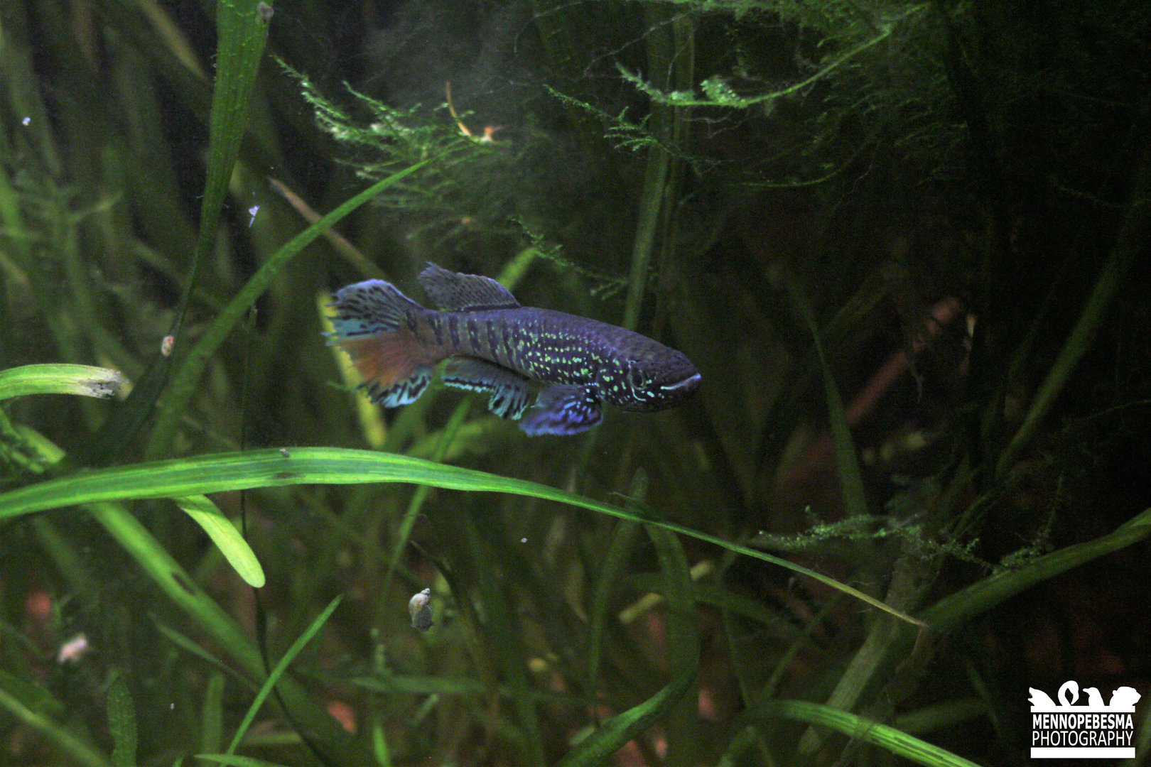 Blue gularis (Fundulopanchax sjostedti)