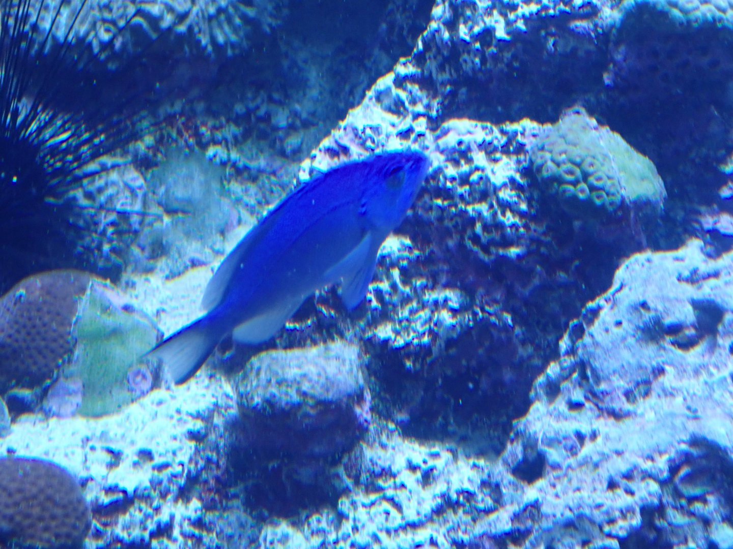 Blue Hamlet at the Caribbean Reef Tank