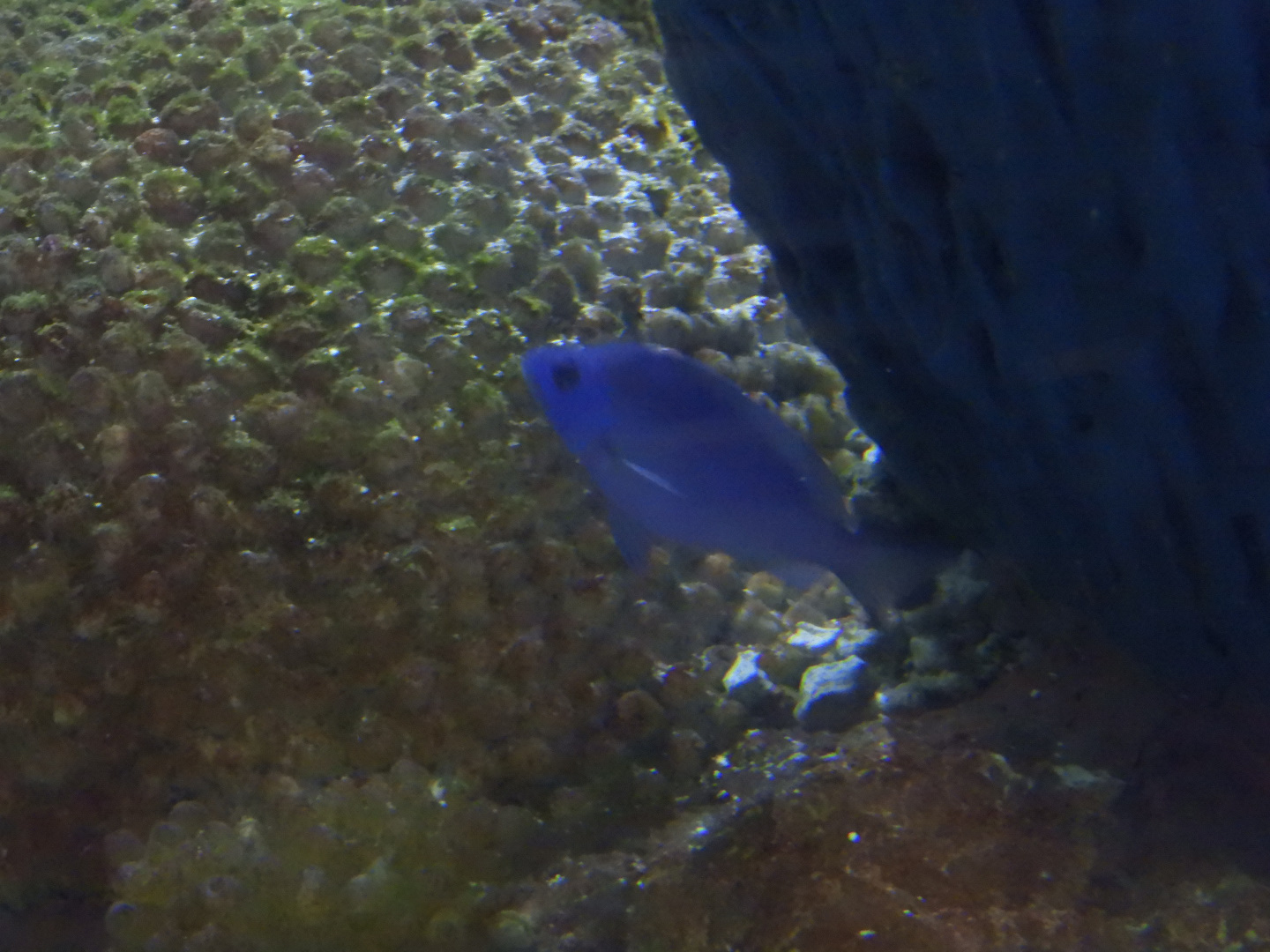 Blue Hamlet (Hypoplectrus gemma)