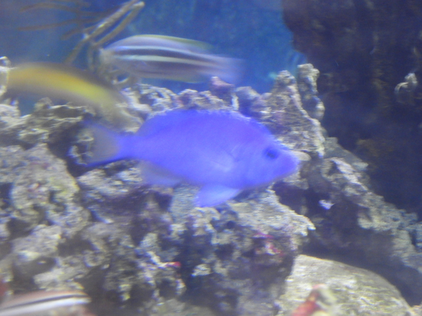 Blue Hamlet (Hypoplectrus gemma)