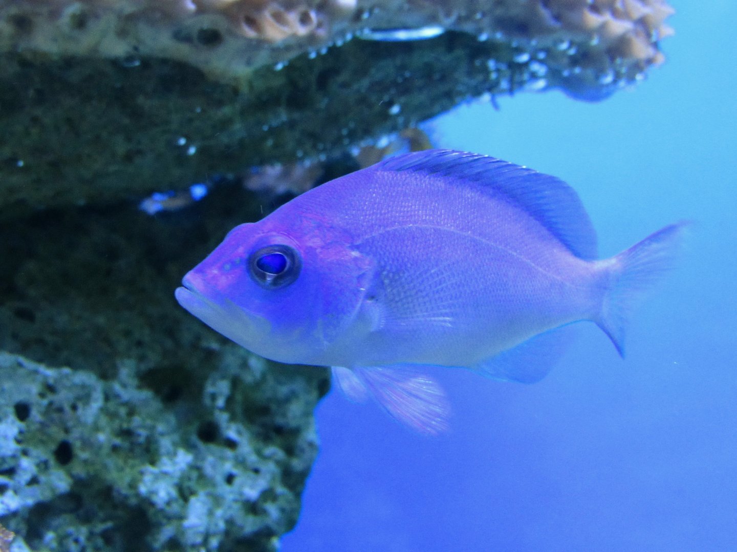 Blue hamlet- John Pennekamp Coral Reef State Park Visitor Center and Aquarium