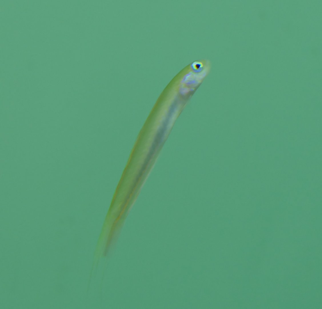 Blue Hana Goby (Ptereleotris hanae)