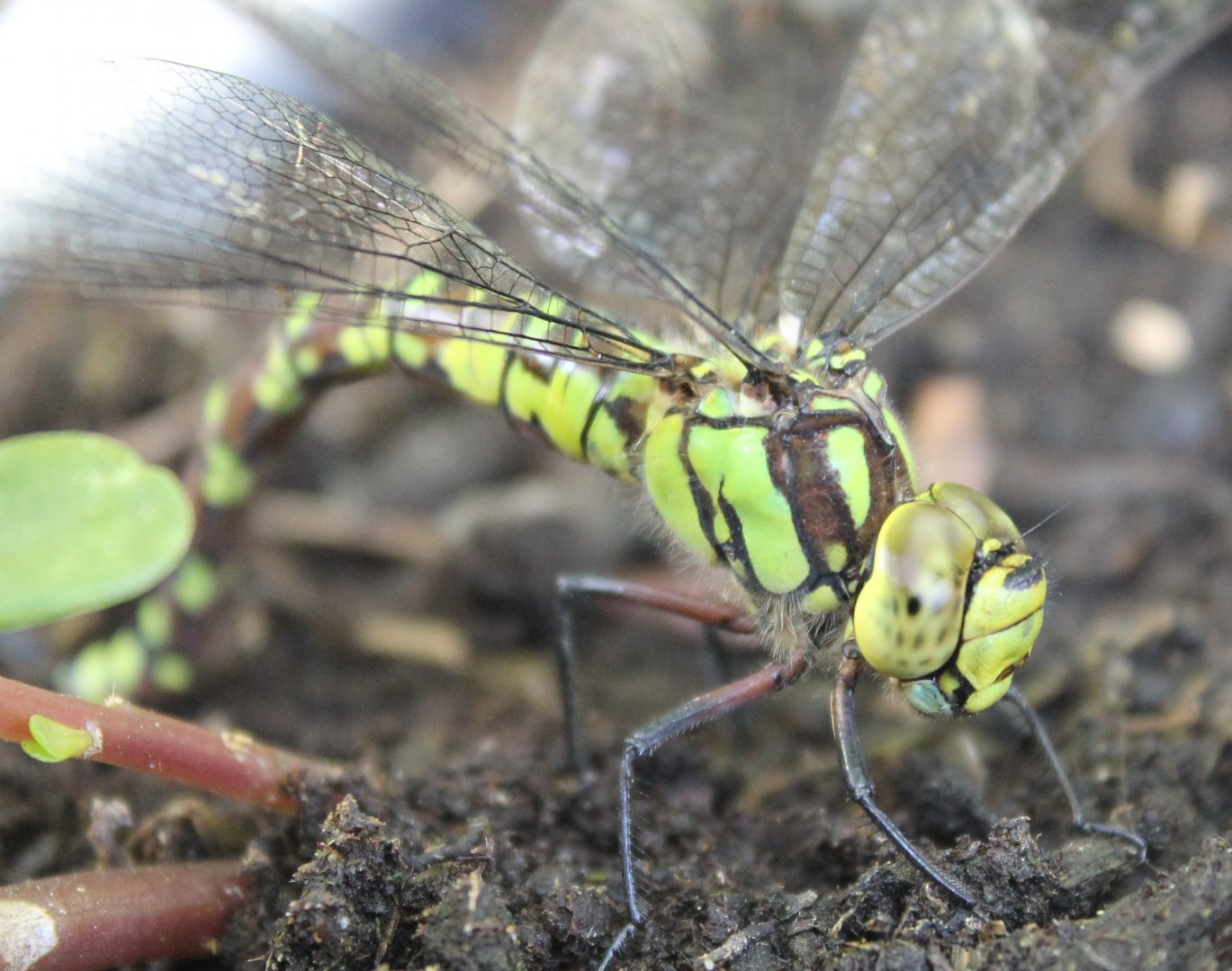 Blue hawker - Aeshna cyanea
