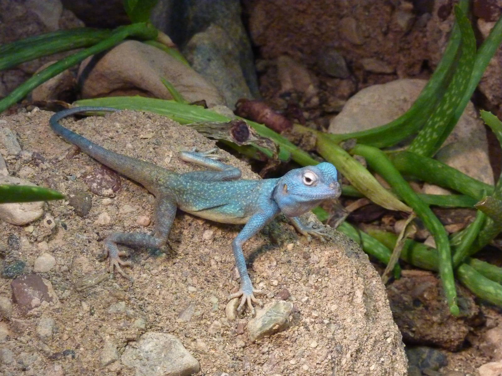 Blue-headed agama, December 2011.