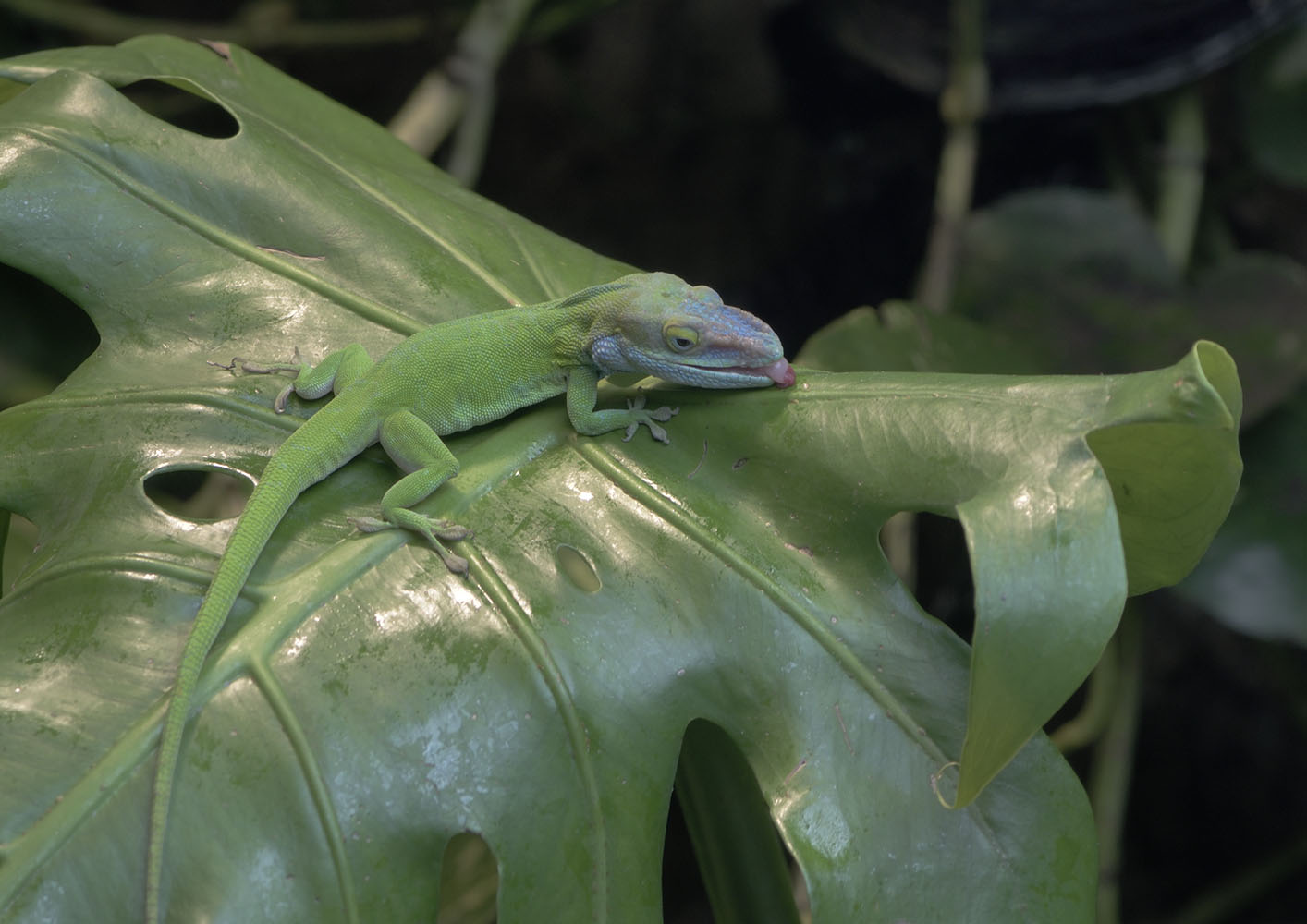 Blue-headed anole drinking