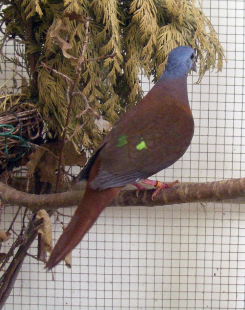 Blue-headed Dove (Turtur brehmeri)