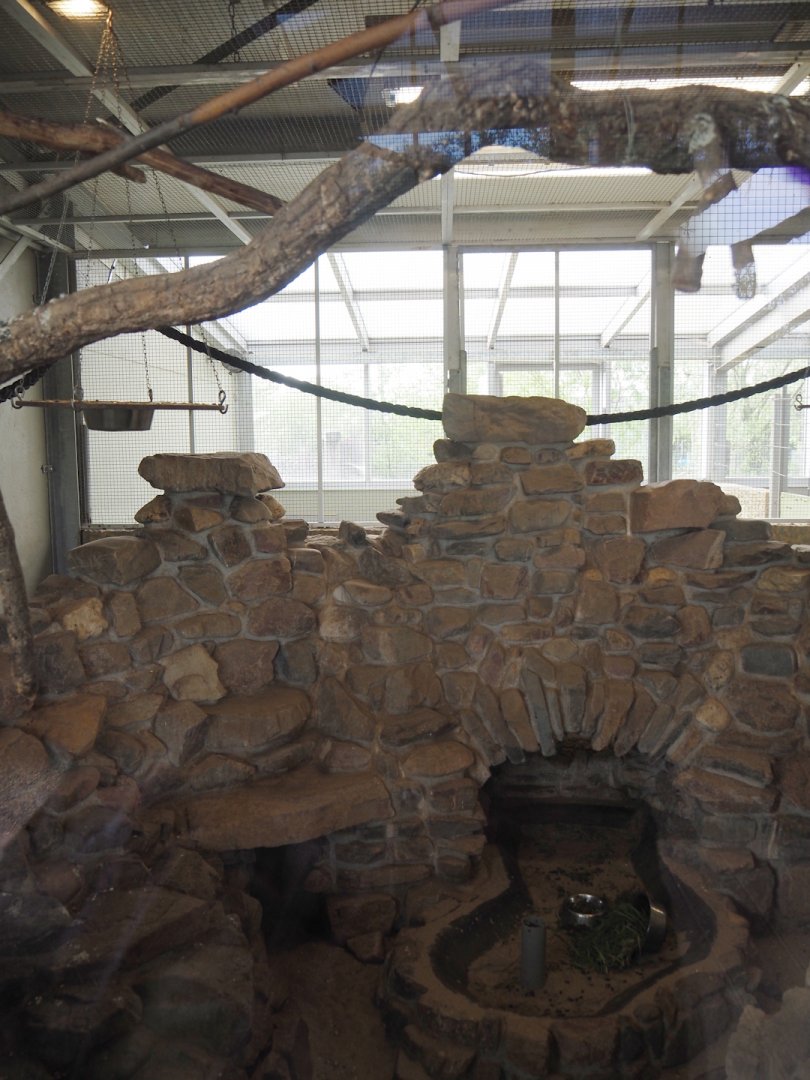 Blue-headed macaw and Plains viscacha indoor exhibit, 2024-04-14