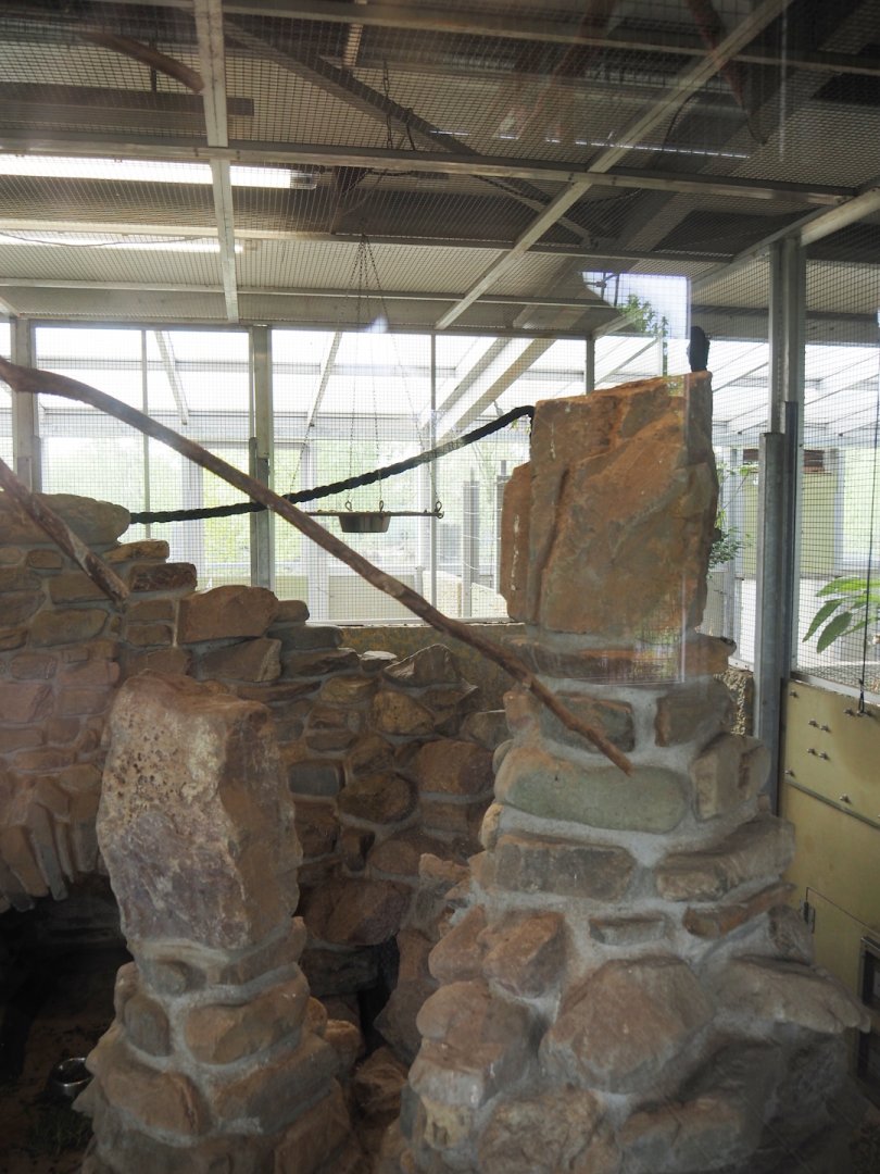 Blue-headed macaw and Plains viscacha indoor exhibit, 2024-04-14