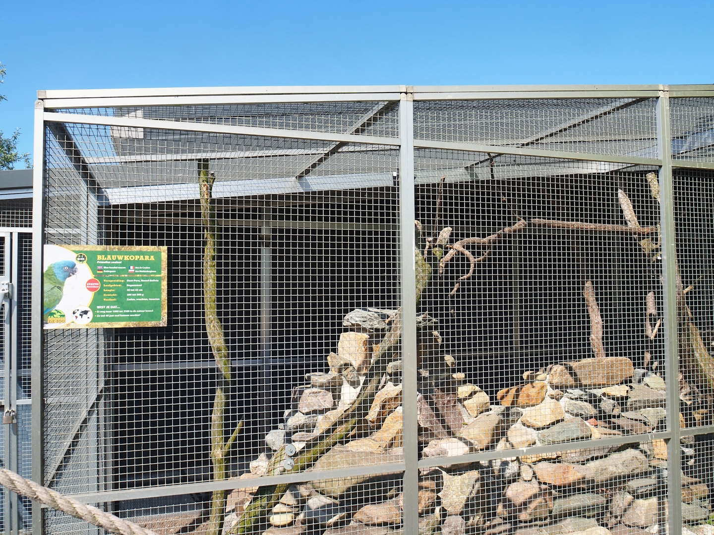 Blue-headed macaw and Plains viscacha outdoor exhibit, 2023-05-31
