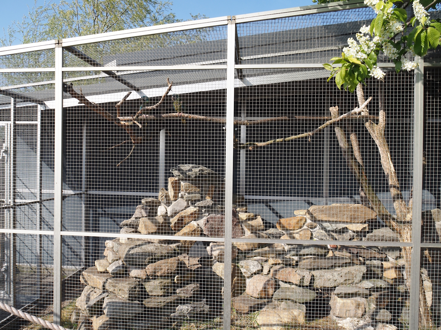 Blue-headed macaw and Plains viscacha outdoor exhibit, 2025-04-12