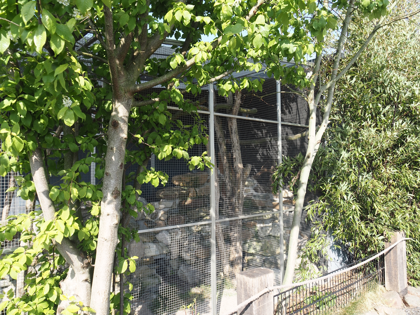 Blue-headed macaw and Plains viscacha outdoor exhibit, 2025-04-12