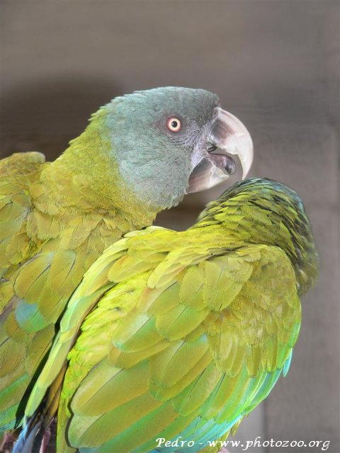 Blue-headed macaw (Ara couloni)