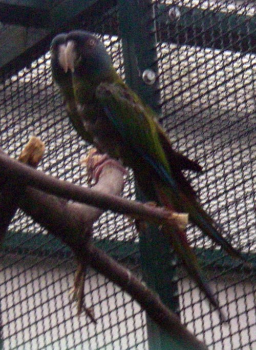 Blue-headed Macaw (Ara couloni)