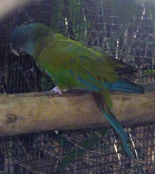 Blue-headed macaw (Ara couloni)