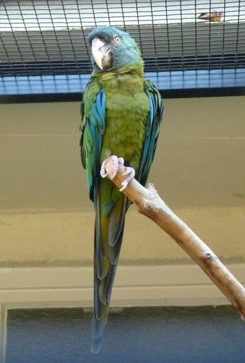 Blue-headed macaw (Ara couloni)