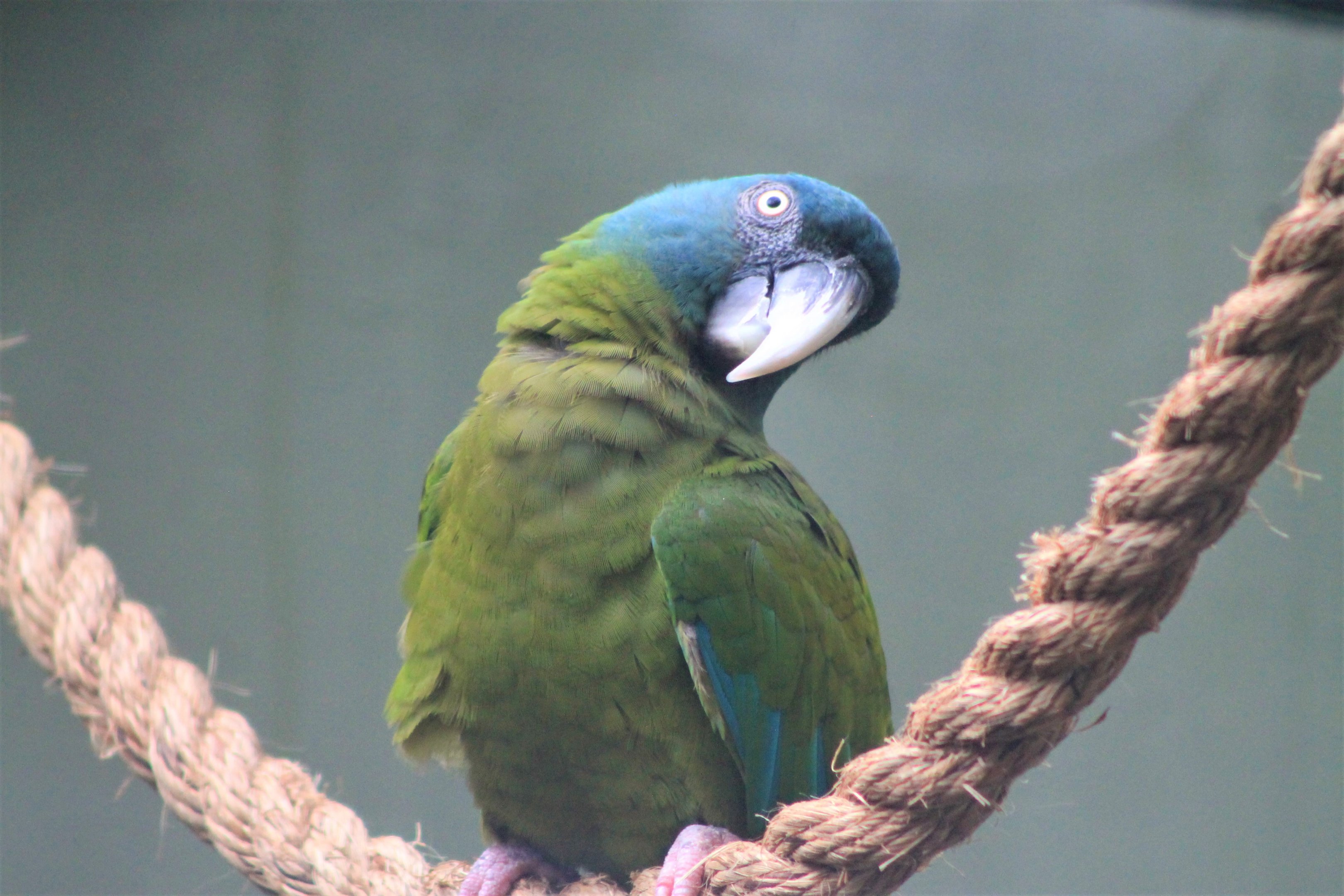 Blue-headed Macaw (Ara couloni)