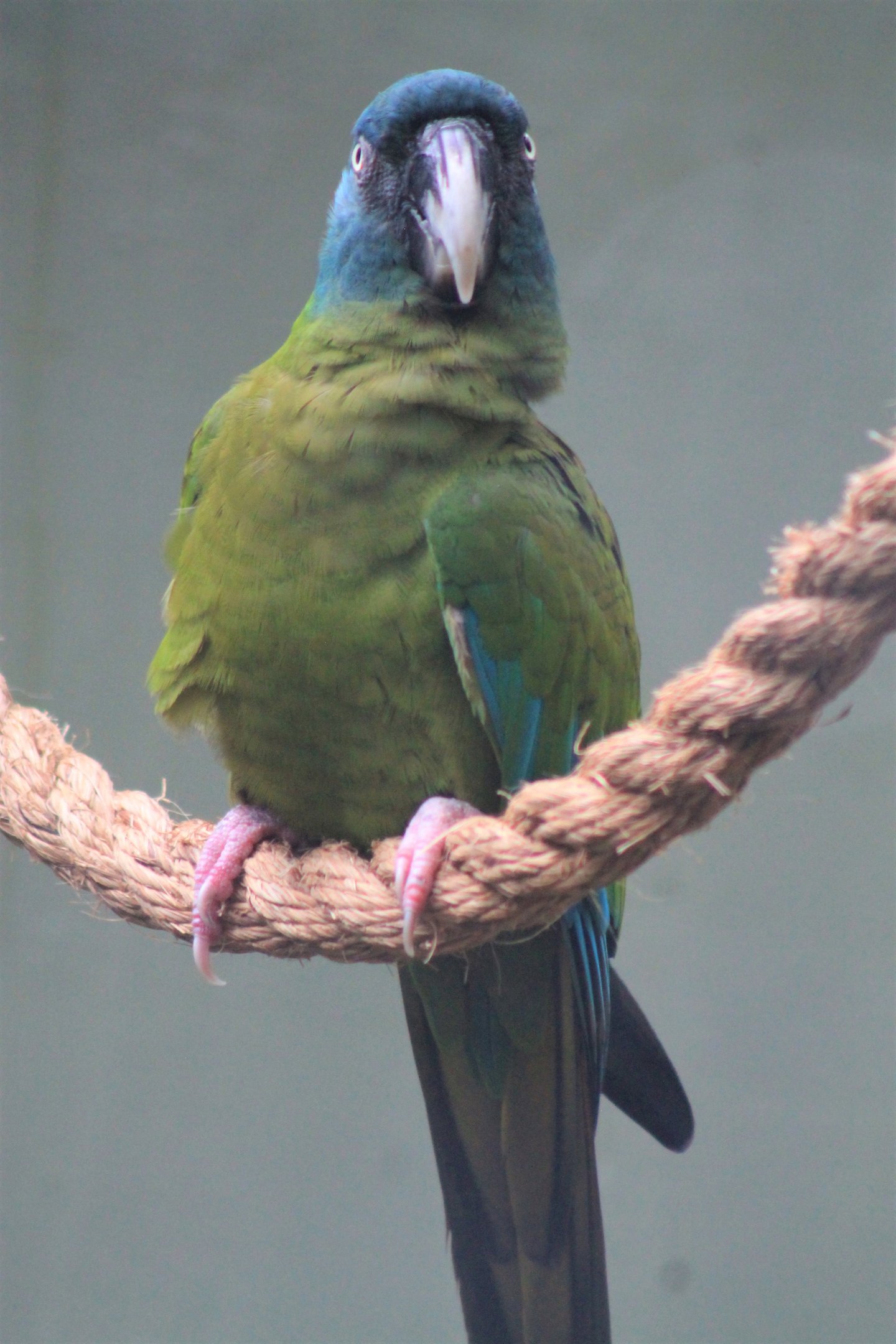 Blue-headed Macaw (Ara couloni)