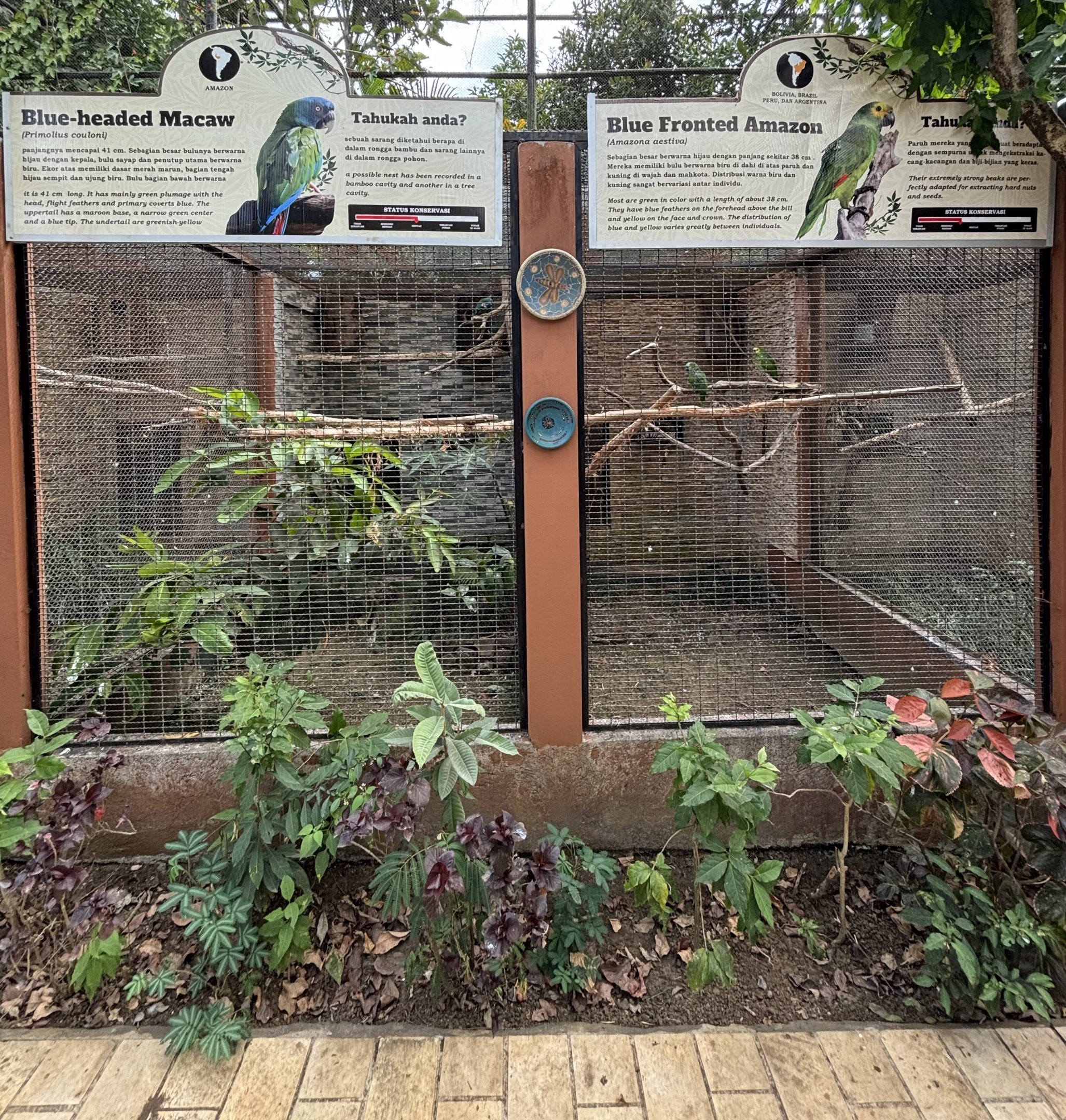 Blue-headed Macaw + Blue-fronted Amazon Aviaries