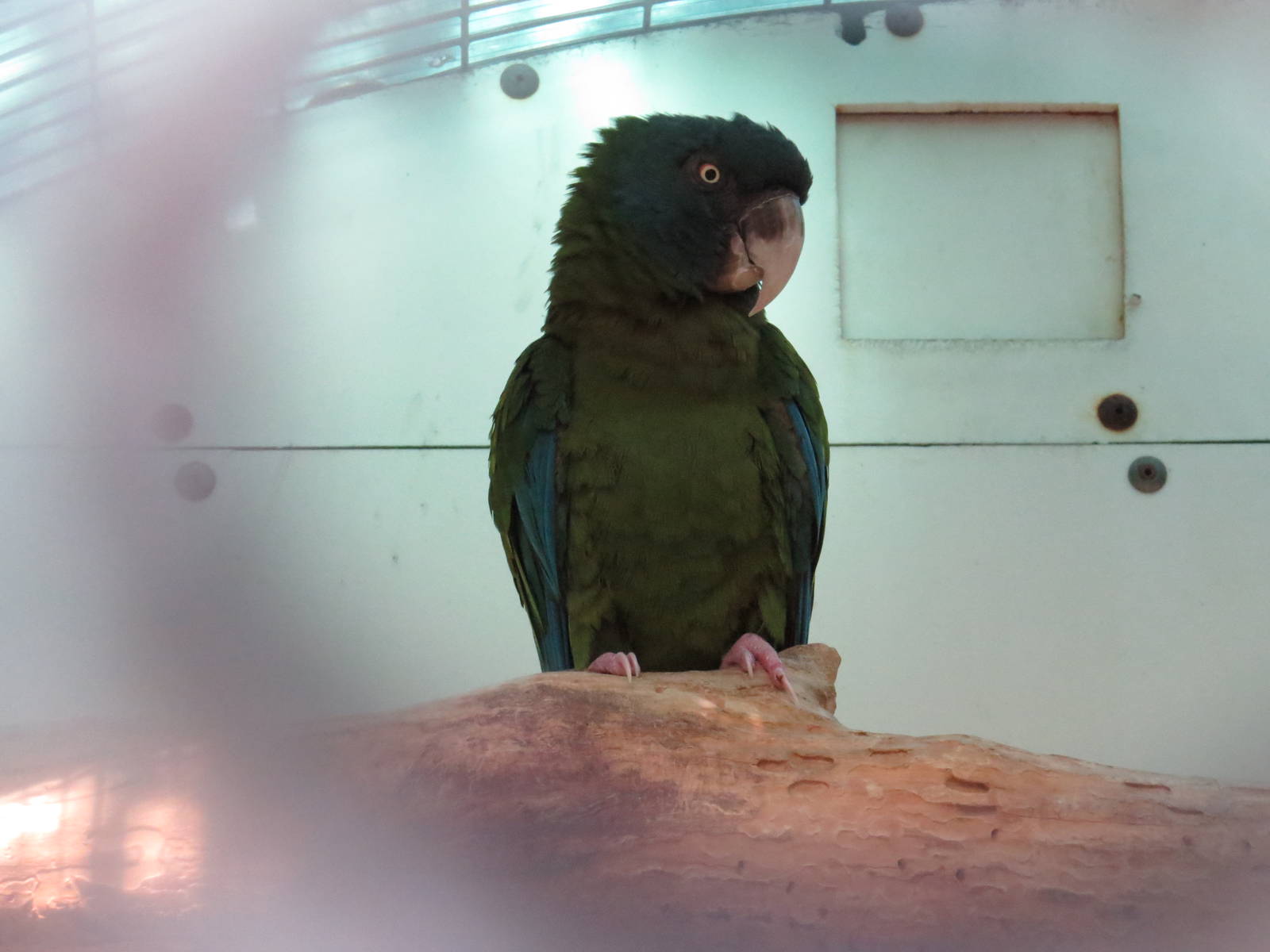 Blue-headed macaw, March 2015