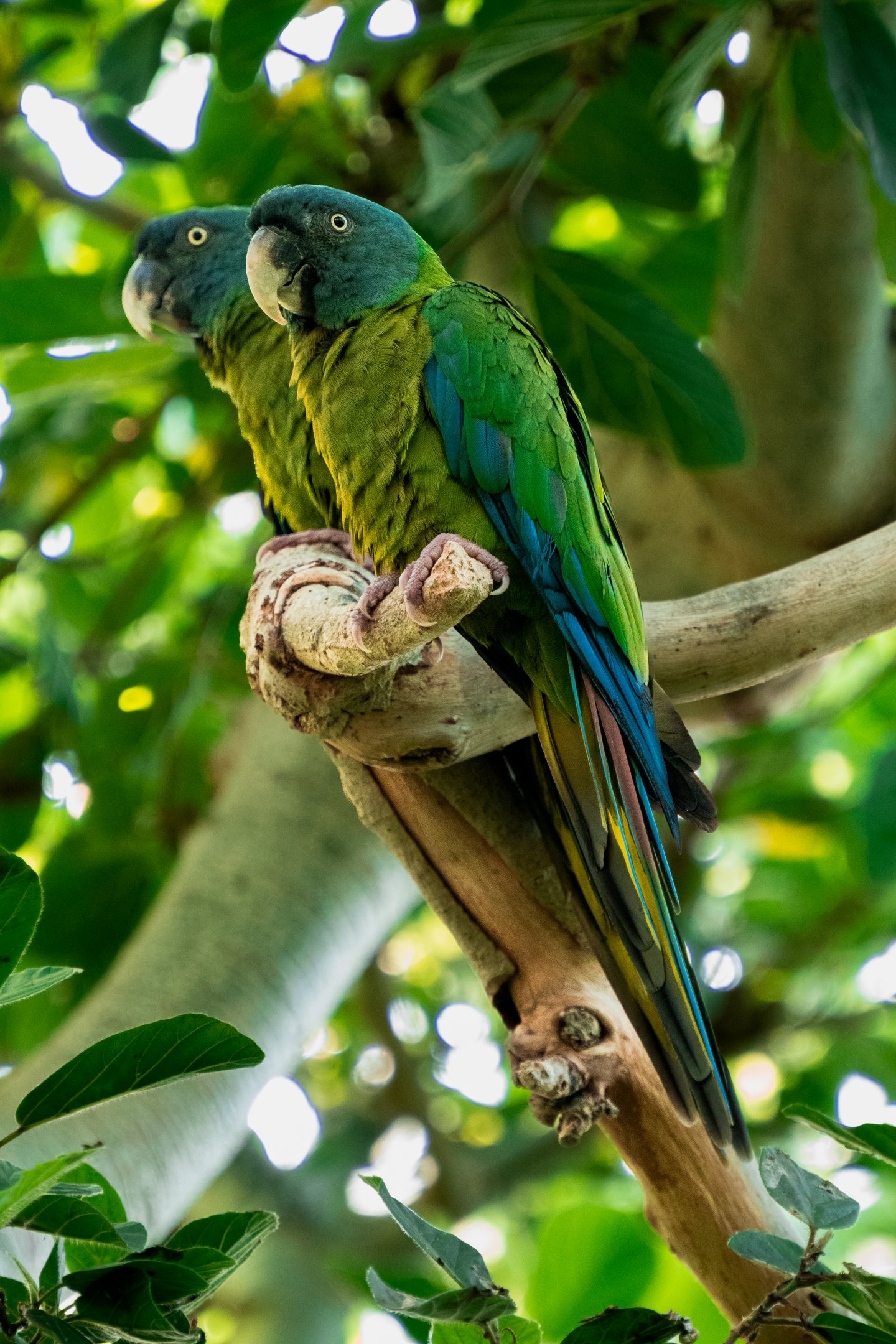 Blue Headed Macaw pair