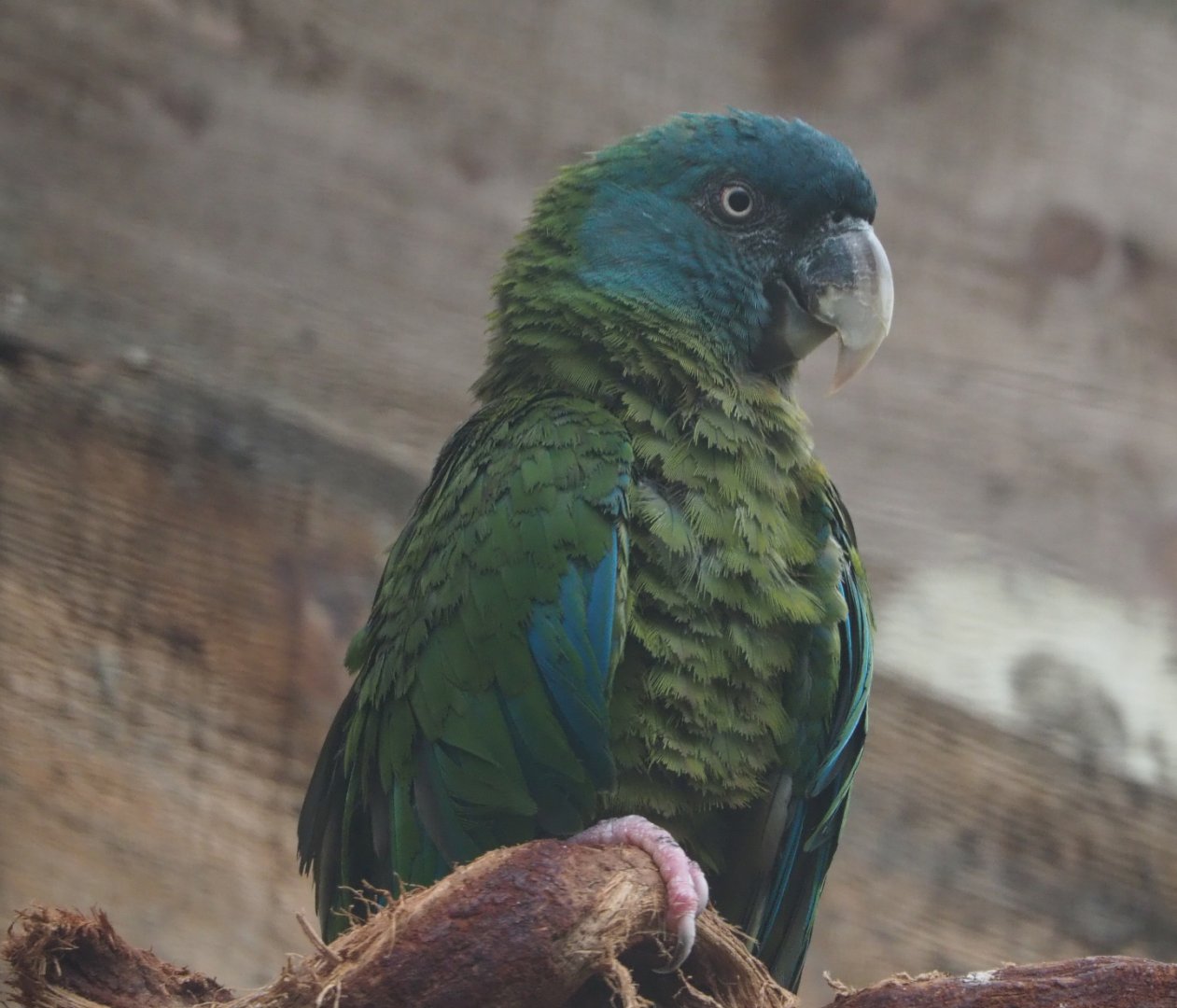 Blue-headed macaw (Primolius couloni), 2020-09-03
