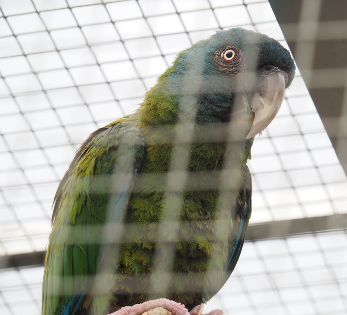 Blue-headed macaw (Primolius couloni), 2022-05-17