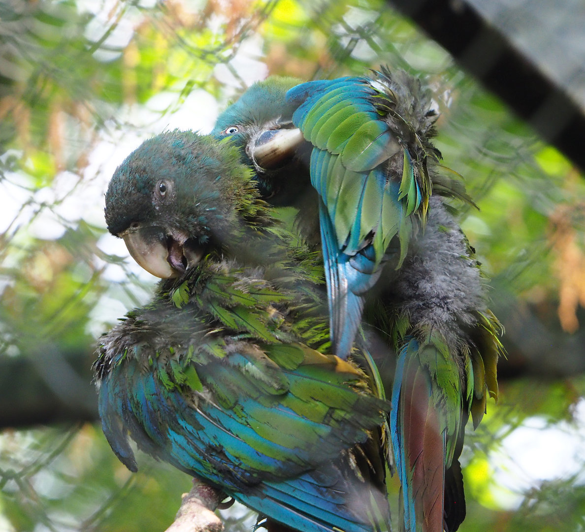Blue-headed macaw (Primolius couloni), 2022-05-28