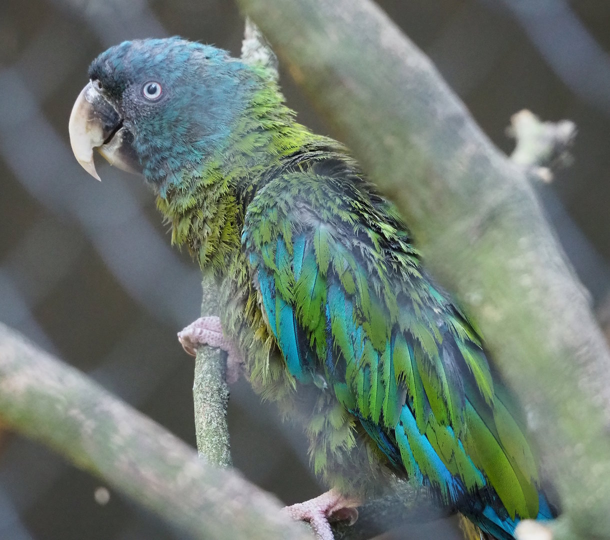 Blue-headed macaw (Primolius couloni), 2022-08-07