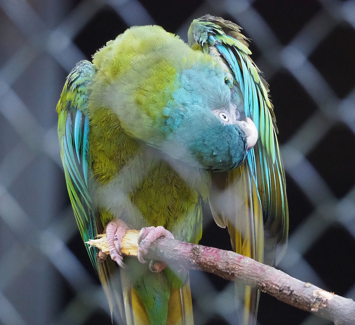Blue-headed macaw  (Primolius couloni), 2022-09-12