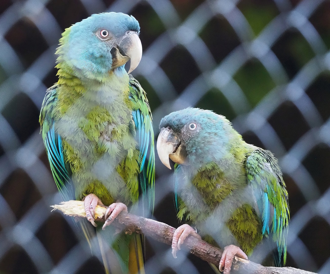 Blue-headed macaw  (Primolius couloni), 2022-09-12
