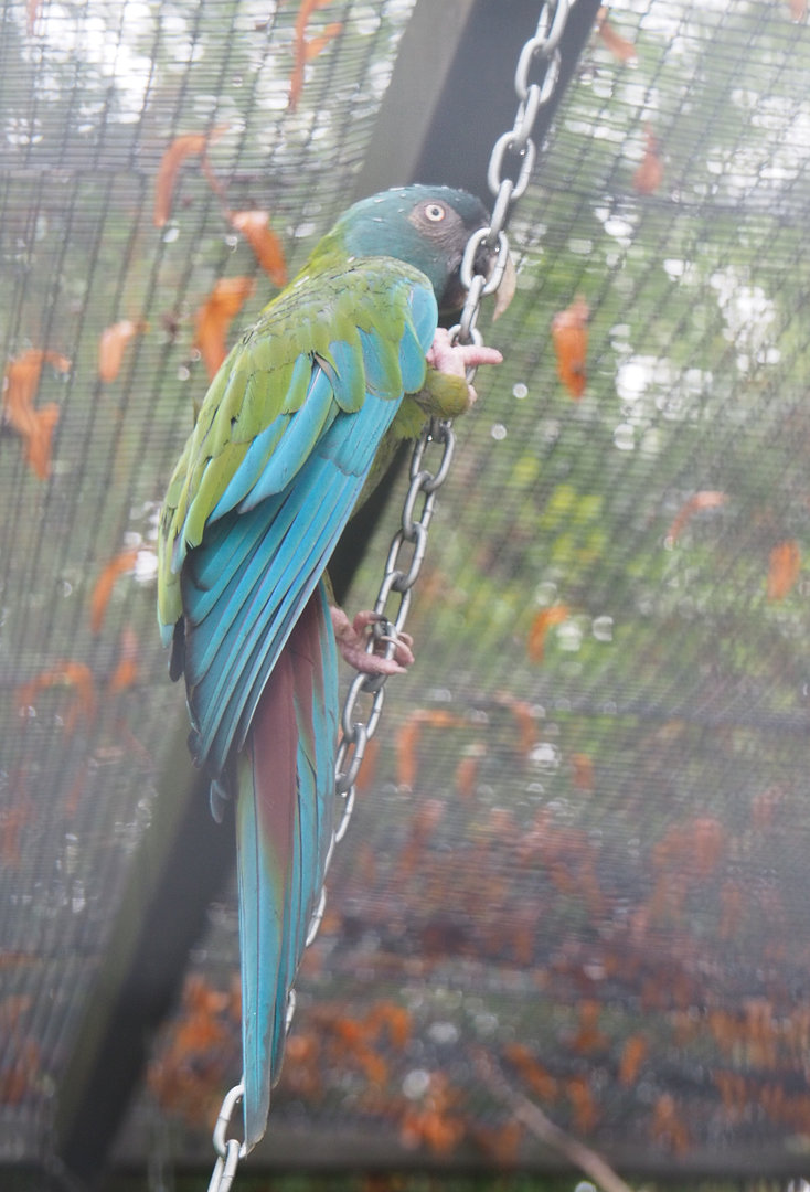 Blue-headed macaw (Primolius couloni), 2022-09-14