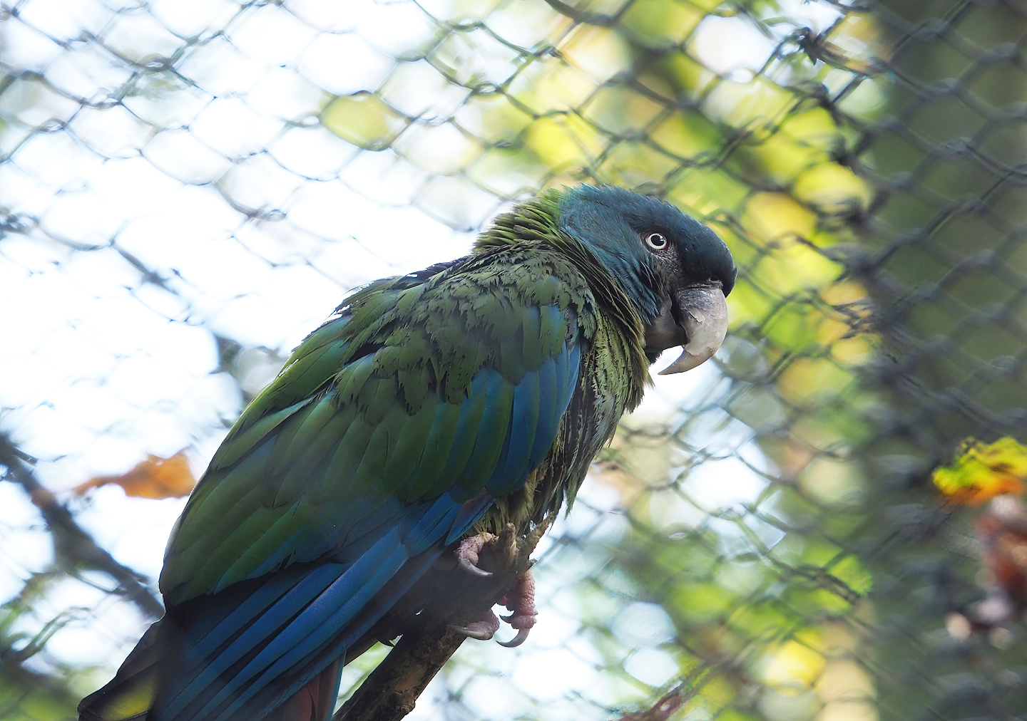 Blue-headed macaw (Primolius couloni), 2022-10-19