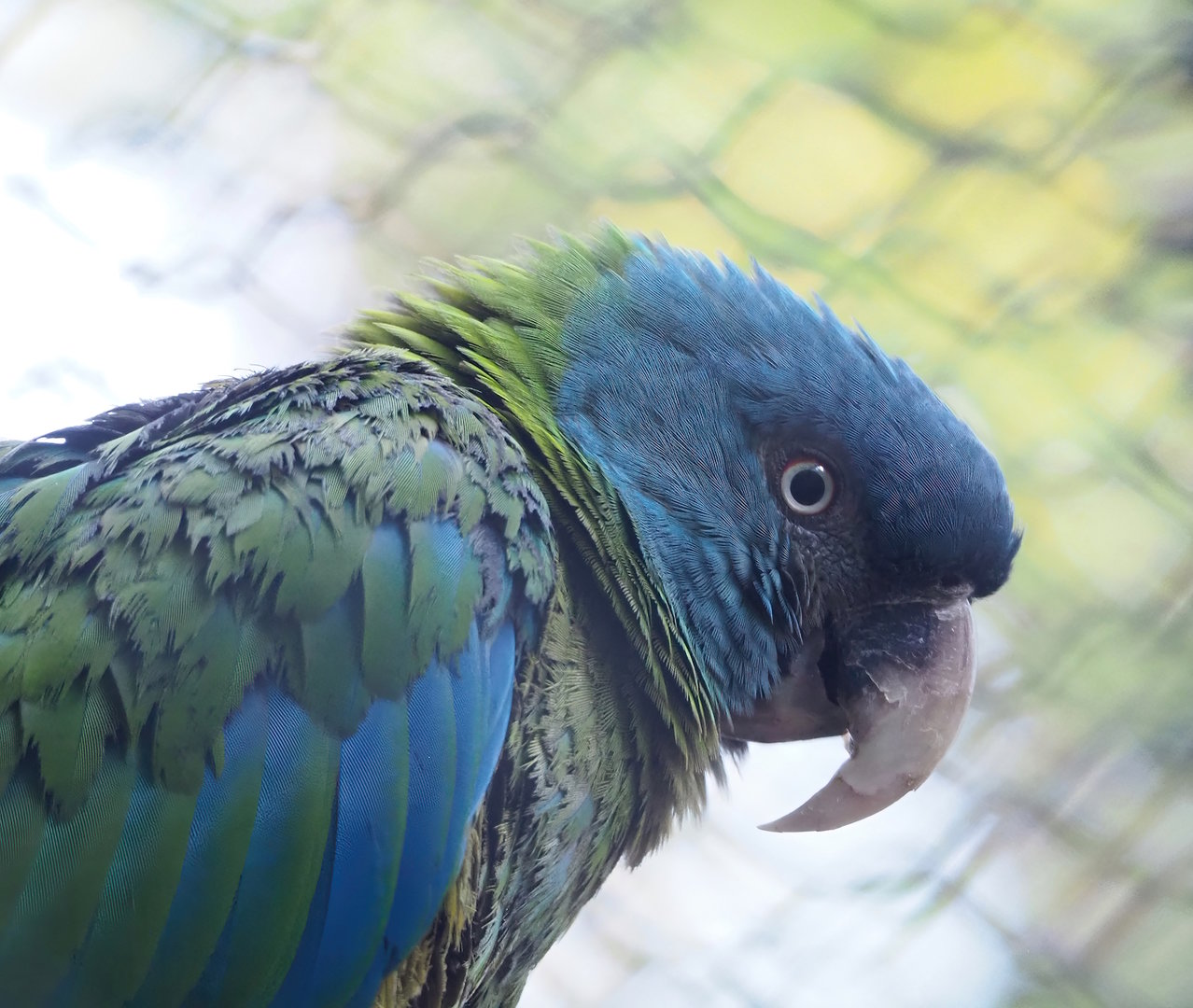 Blue-headed macaw (Primolius couloni), 2022-10-19