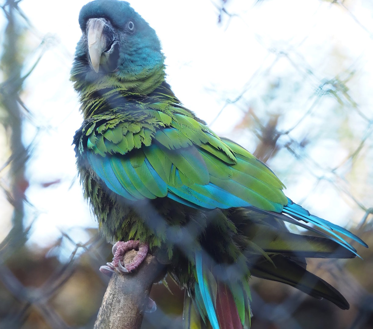 Blue-headed macaw (Primolius couloni), 2022-11-12