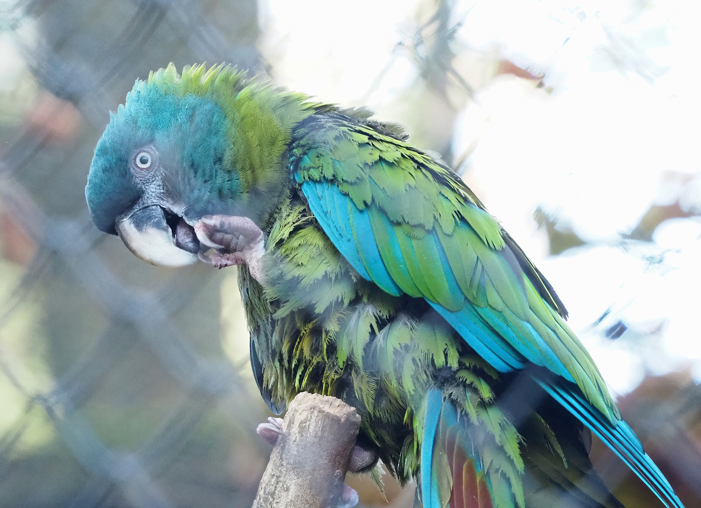 Blue-headed macaw (Primolius couloni), 2022-11-12