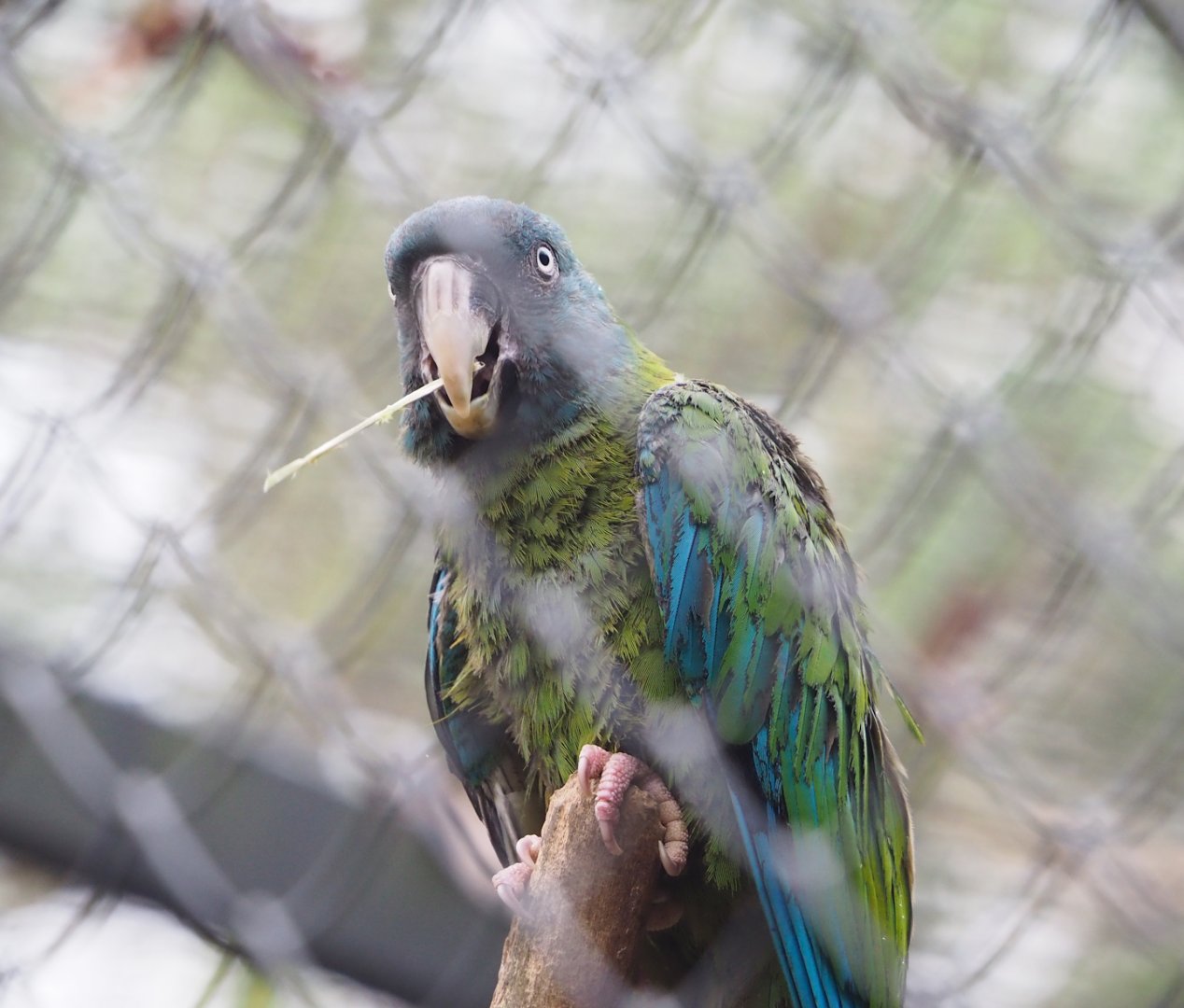 Blue-headed macaw (Primolius couloni), 2023-02-19