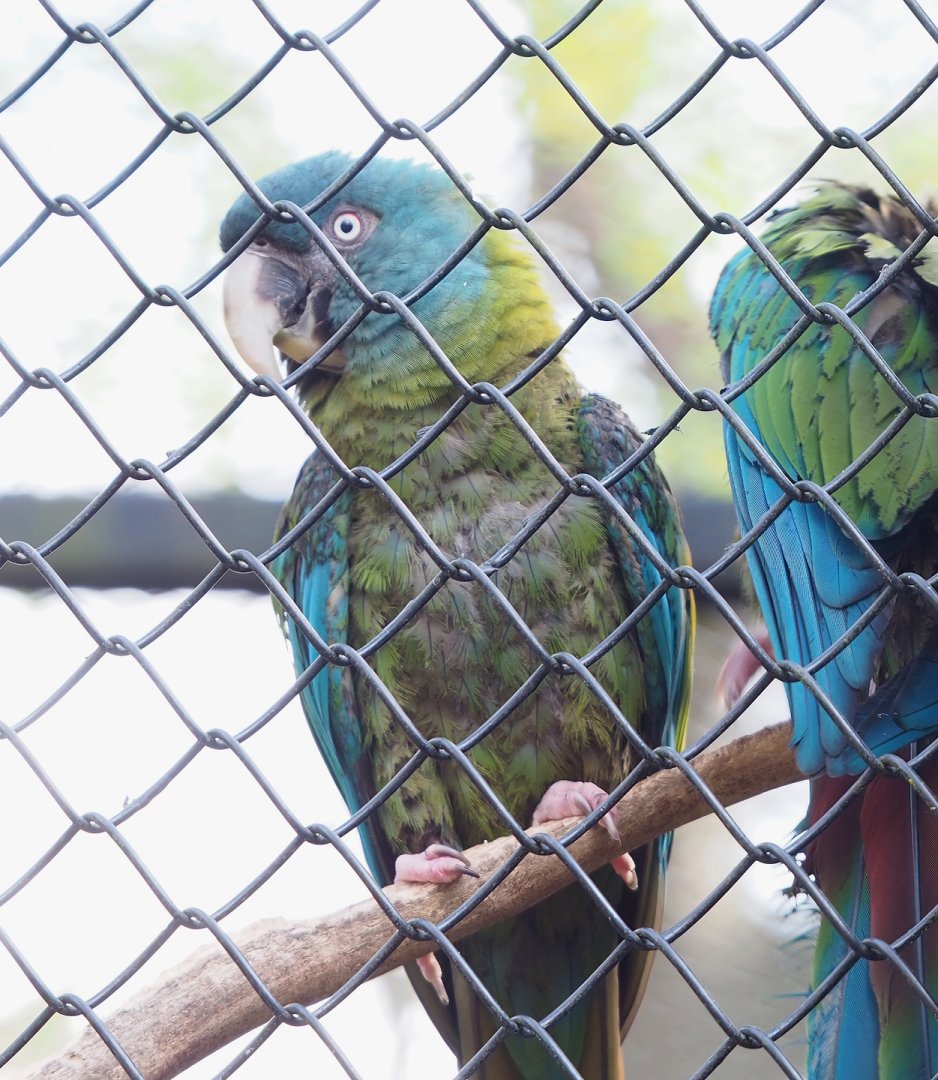 Blue-headed macaw (Primolius couloni), 2023-04-18