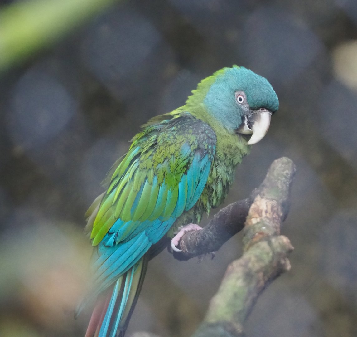 Blue-headed macaw (Primolius couloni), 2023-05-13