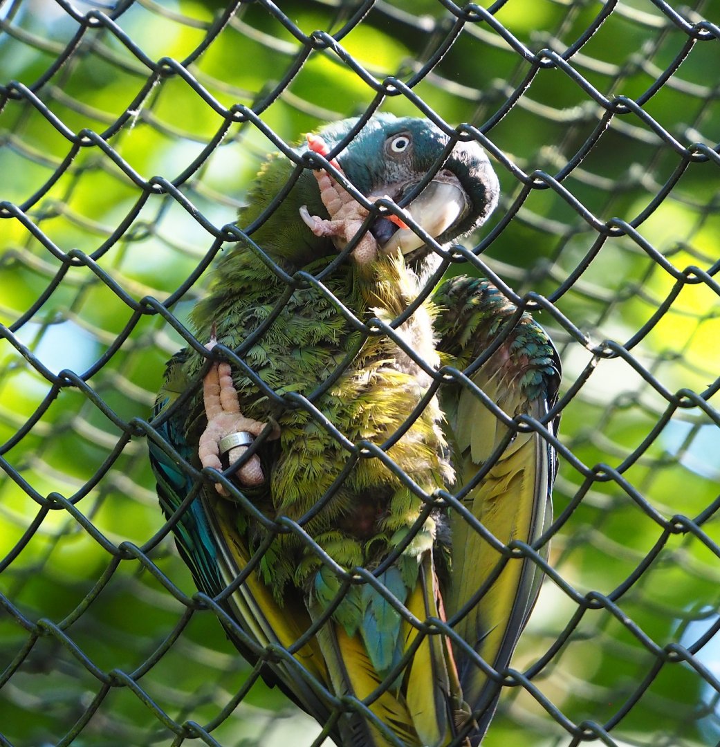 Blue-headed macaw (Primolius couloni), 2023-06-04
