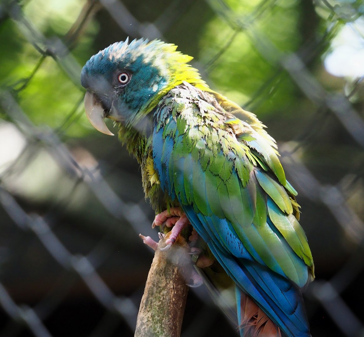 Blue-headed macaw (Primolius couloni), 2023-07-26