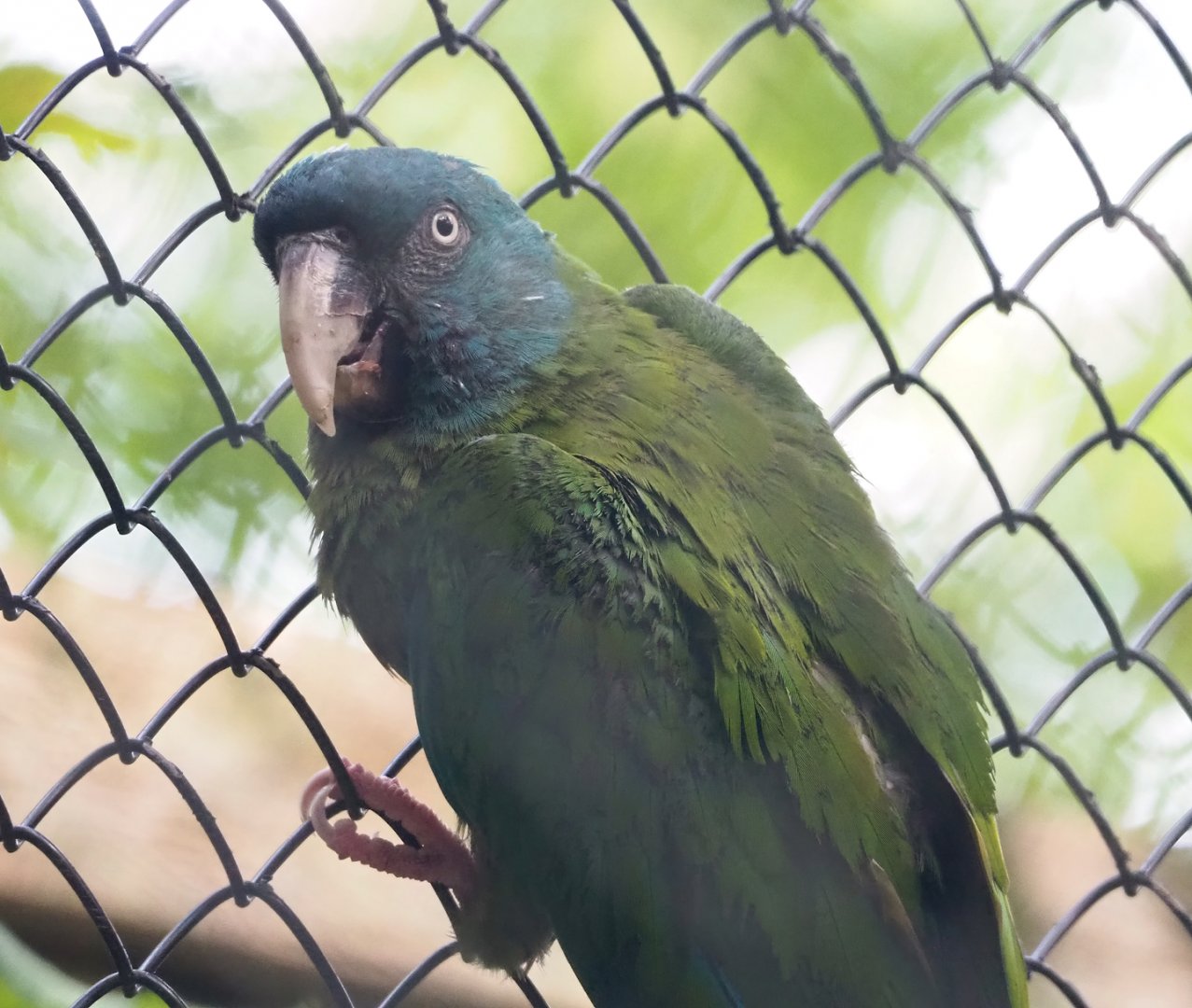 Blue-headed macaw (Primolius couloni), 2023-09-19