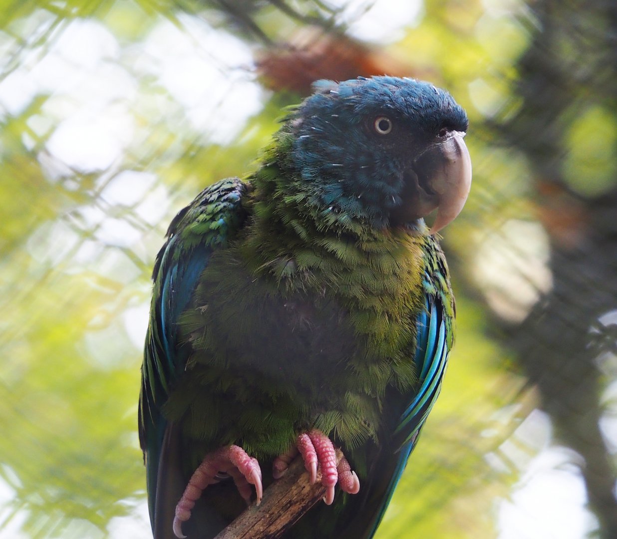 Blue-headed macaw (Primolius couloni), 2023-10-04