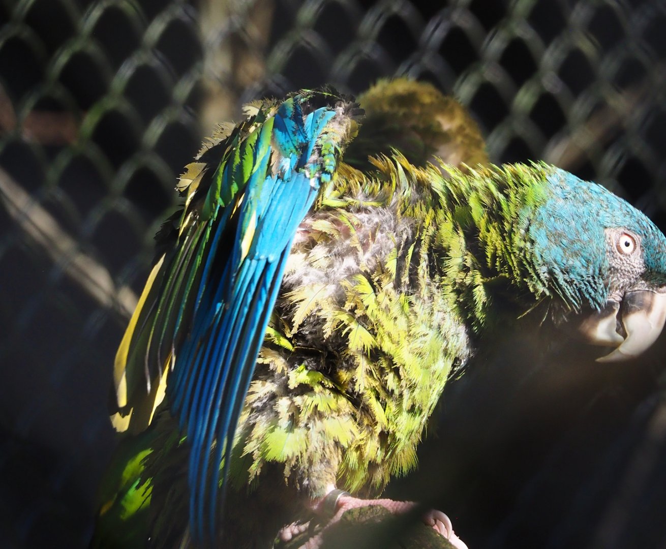 Blue-headed macaw (Primolius couloni), 2024-03-04