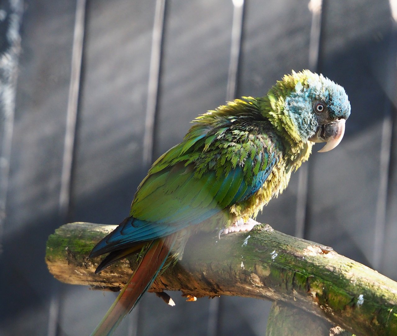 Blue-headed macaw (Primolius couloni), 2024-03-04