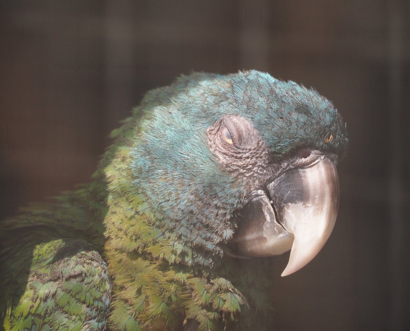 Blue-headed macaw (Primolius couloni), 2025-04-12