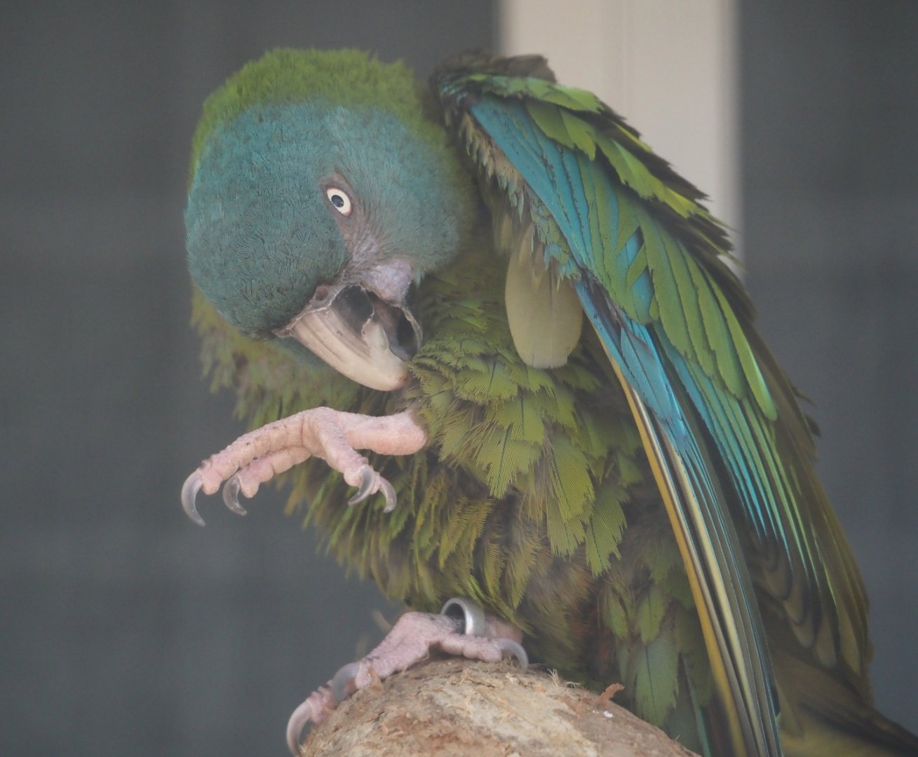 Blue-headed macaw (Primolius couloni), 2025-04-12